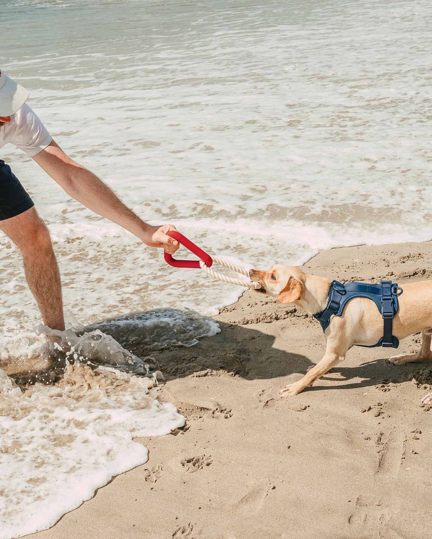 Harnais réglable pour chien