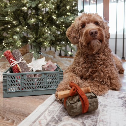 BOÎTE CADEAU Jouet de Noël pour chien