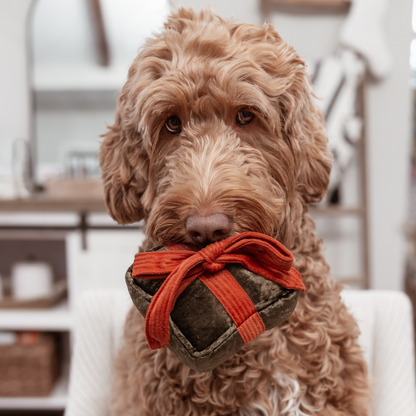 BOÎTE CADEAU Jouet de Noël pour chien