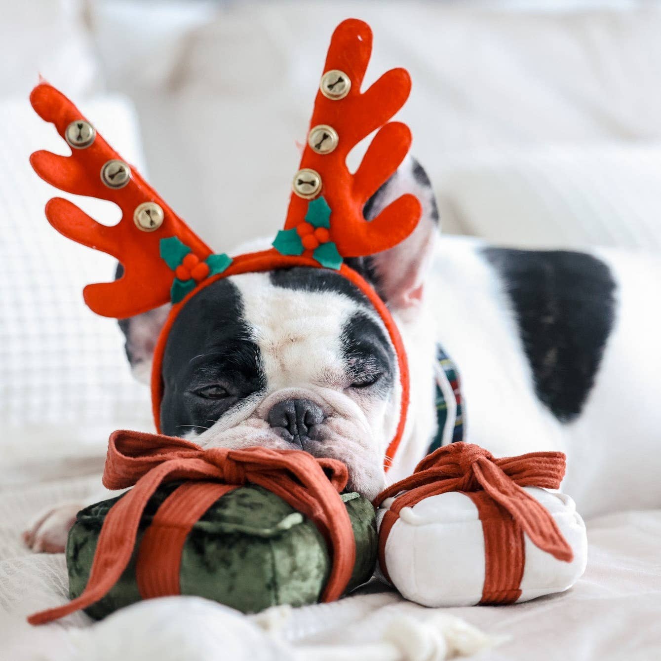 BOÎTE CADEAU Jouet de Noël pour chien