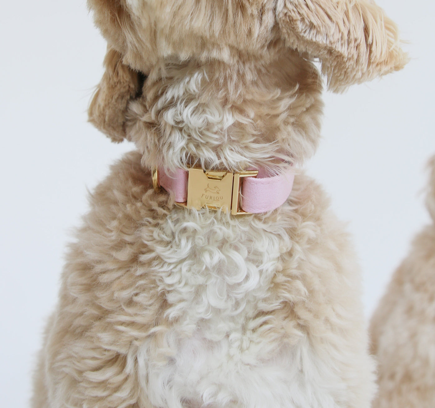 Collier pour chien